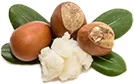 Shea Butter