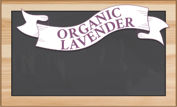 Organic Lavender